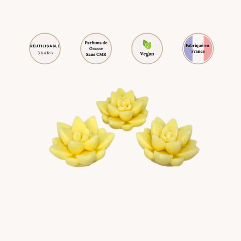 Lot de 3 Fondants Fleurs parfumées Frangipanier Scentalya